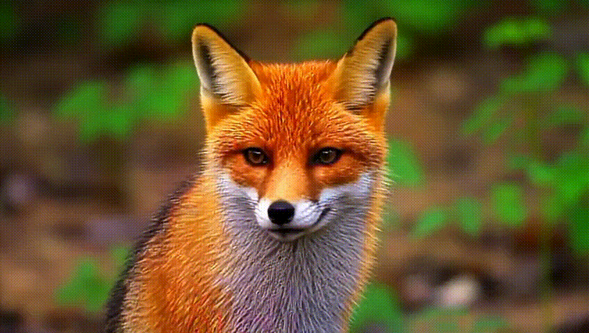 fox in the forest close-up quickly turned its head to the left.gif