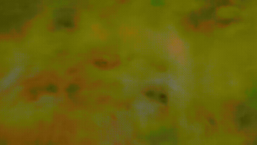 fox in the forest close-up quickly turned its head to the left.gif