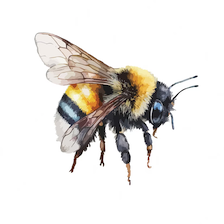 bee_224_224.png