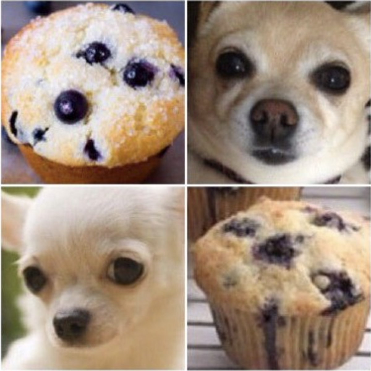 chihuaha-muffin.jpg
