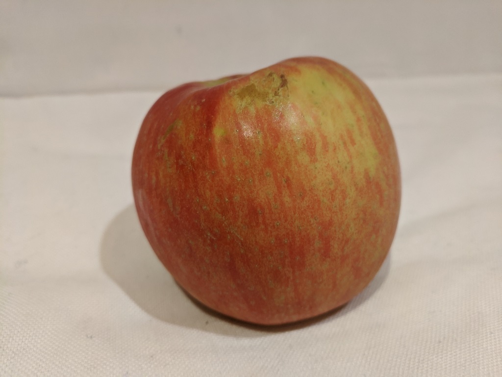 apple5.jpg