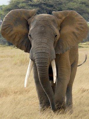 elephant1.jpg