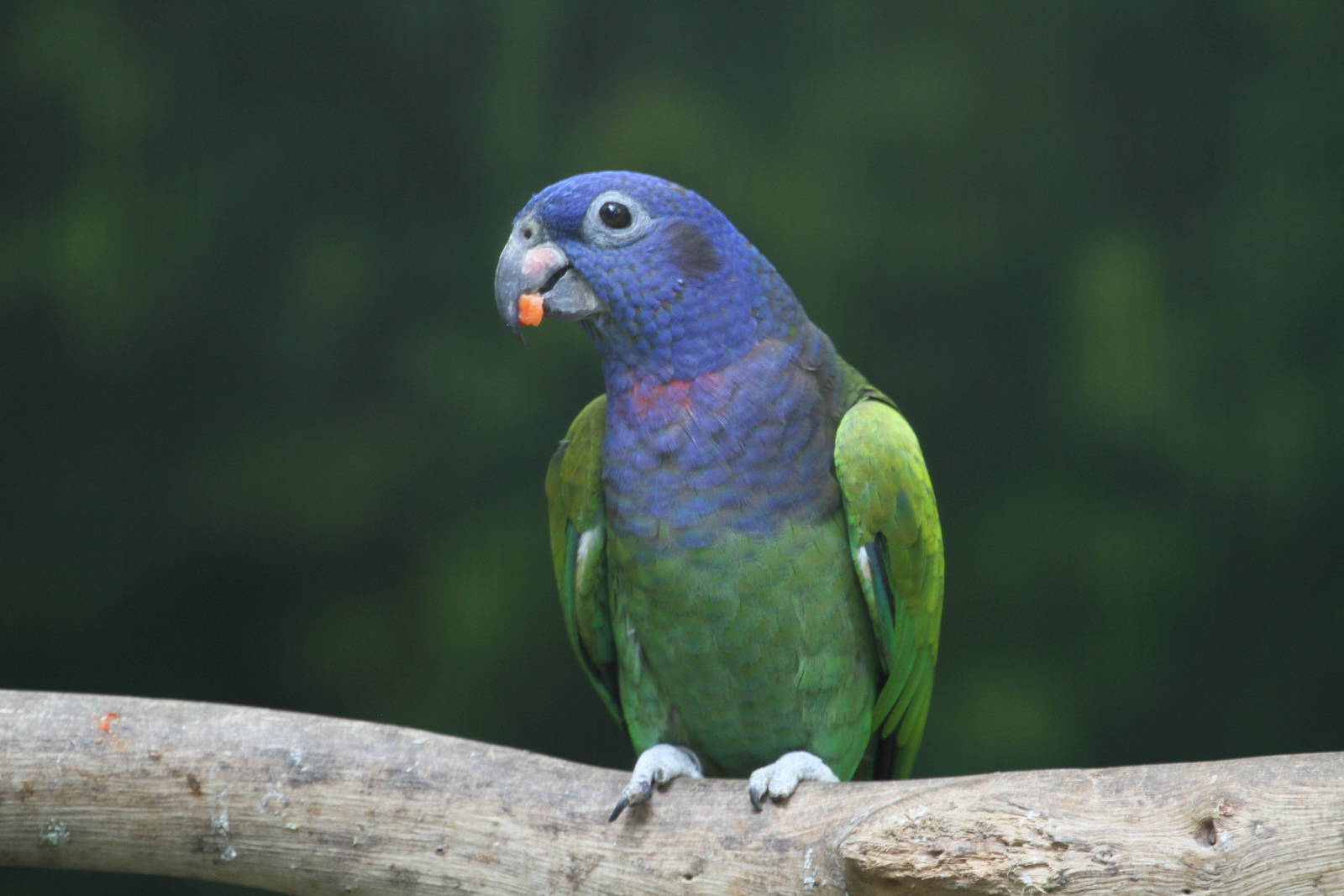 Blue Headed Parrot (10).jpg