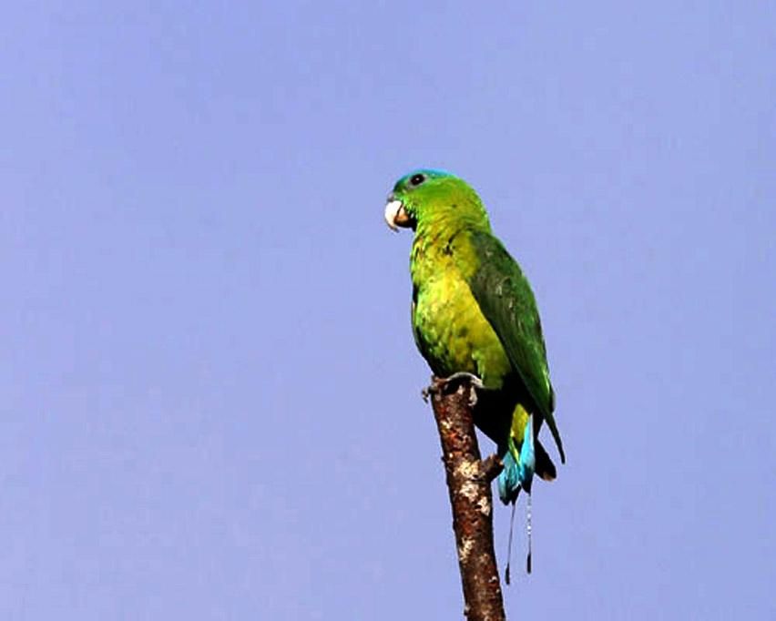 Blue Headed Parrot (100).jpg