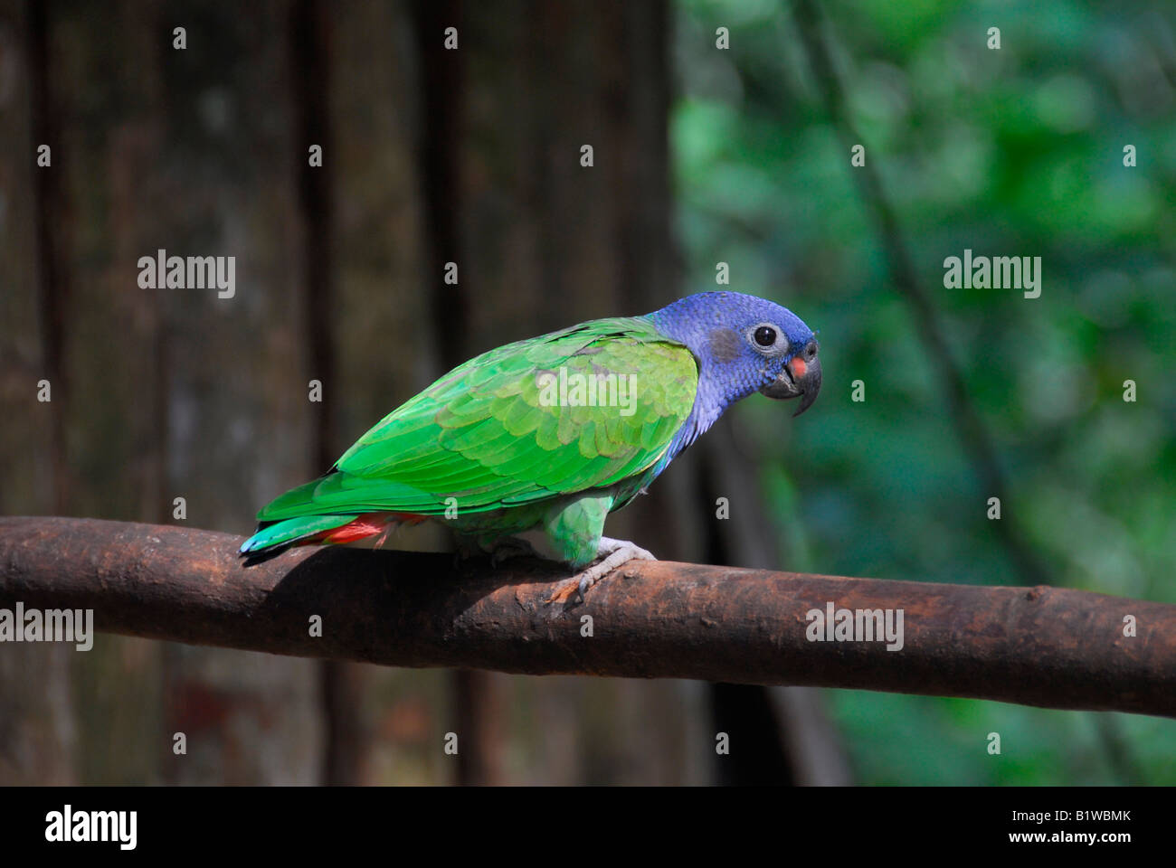 Blue Headed Parrot (103).jpg