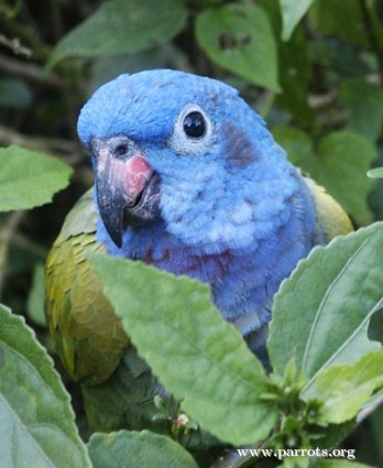 Blue Headed Parrot (112).jpg