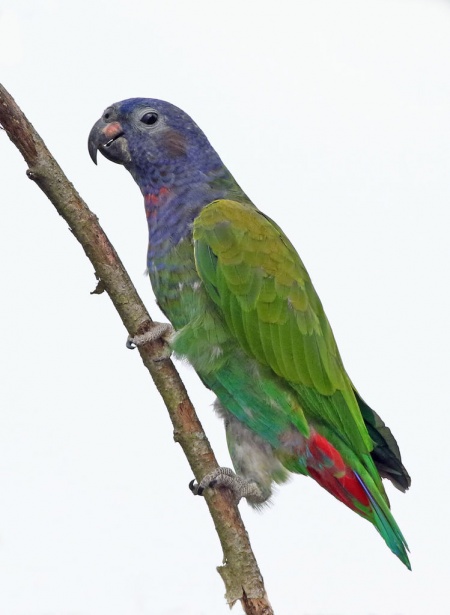 Blue Headed Parrot (12).jpg
