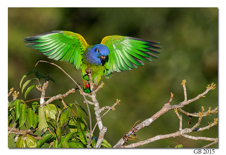 Blue Headed Parrot (136).jpg
