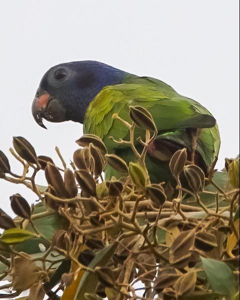 Blue Headed Parrot (142).jpg