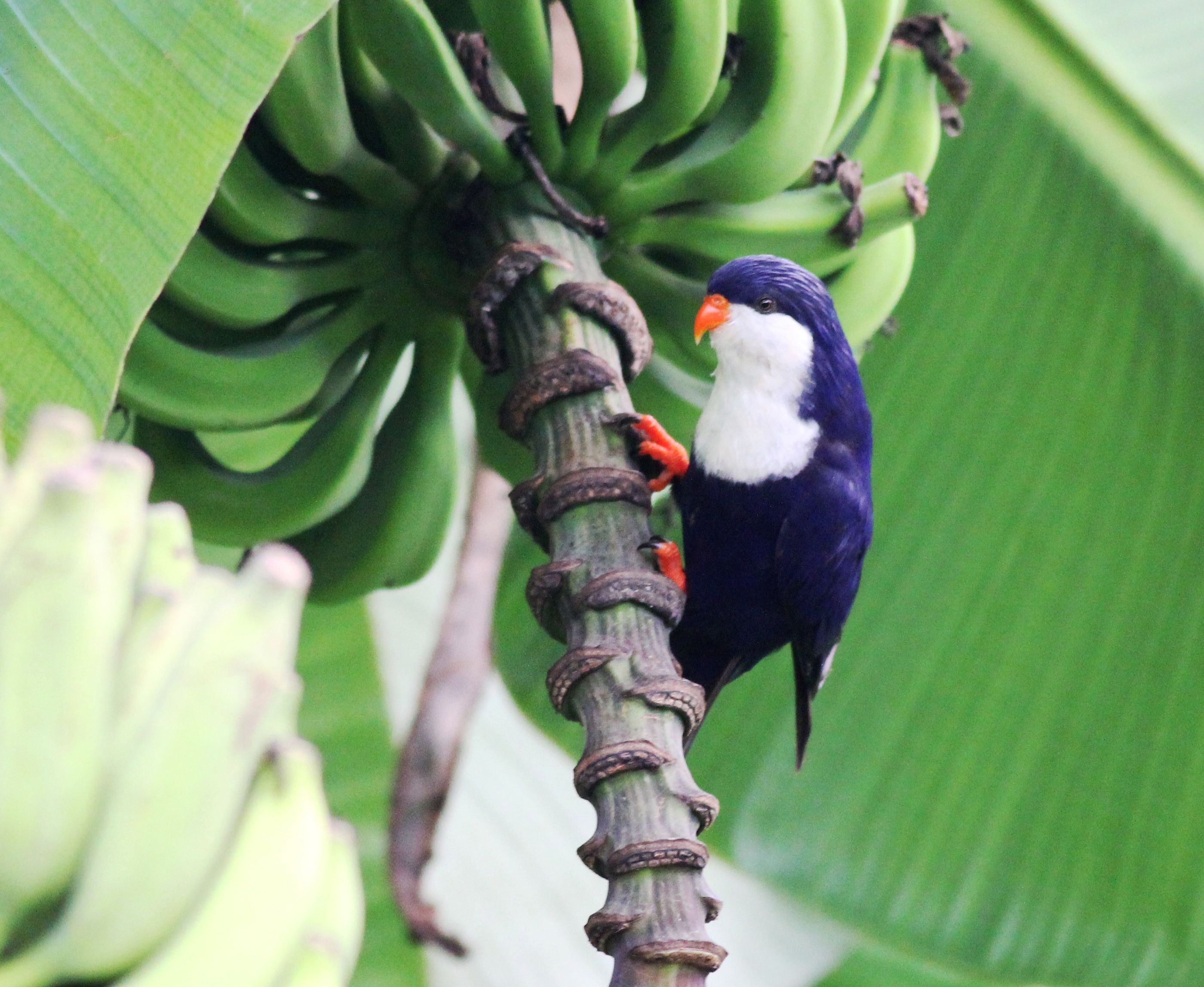 Blue Lorikeet (100).jpg