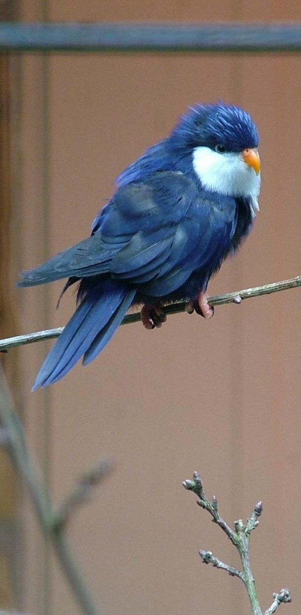 Blue Lorikeet (12).jpg