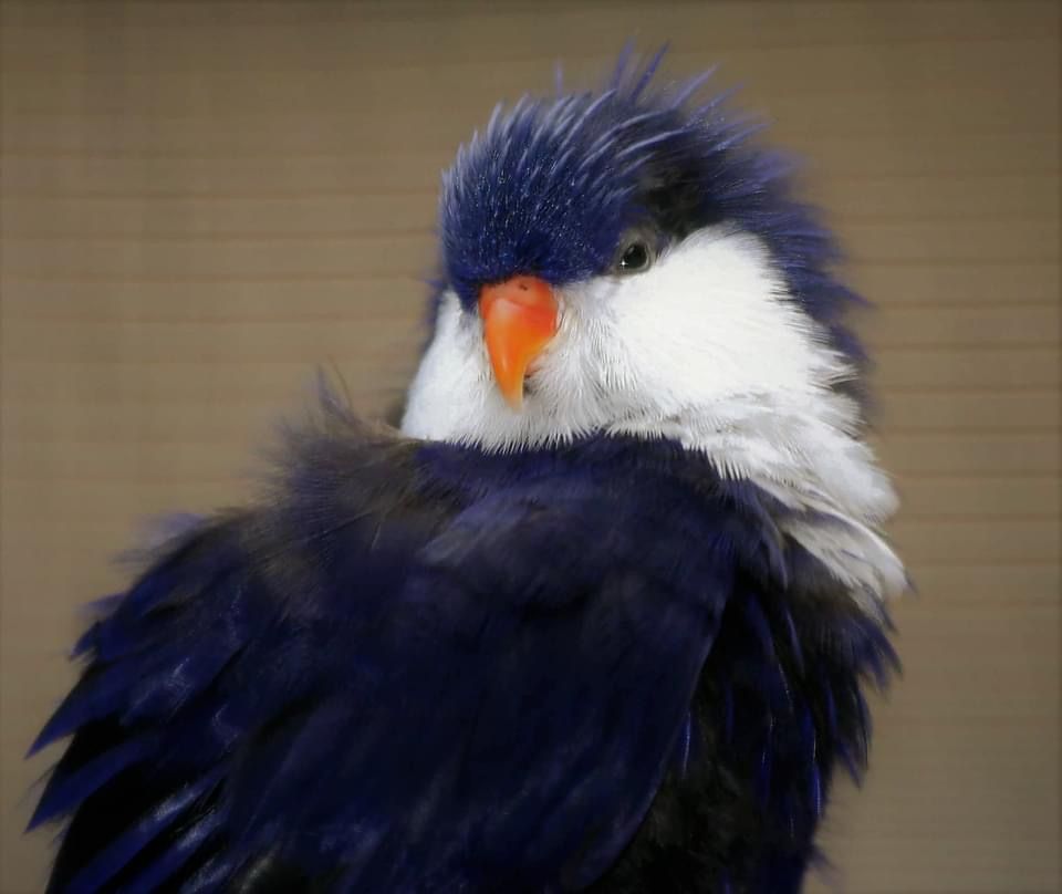 Blue Lorikeet (13).jpg