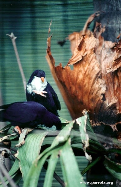 Blue Lorikeet (14).jpg