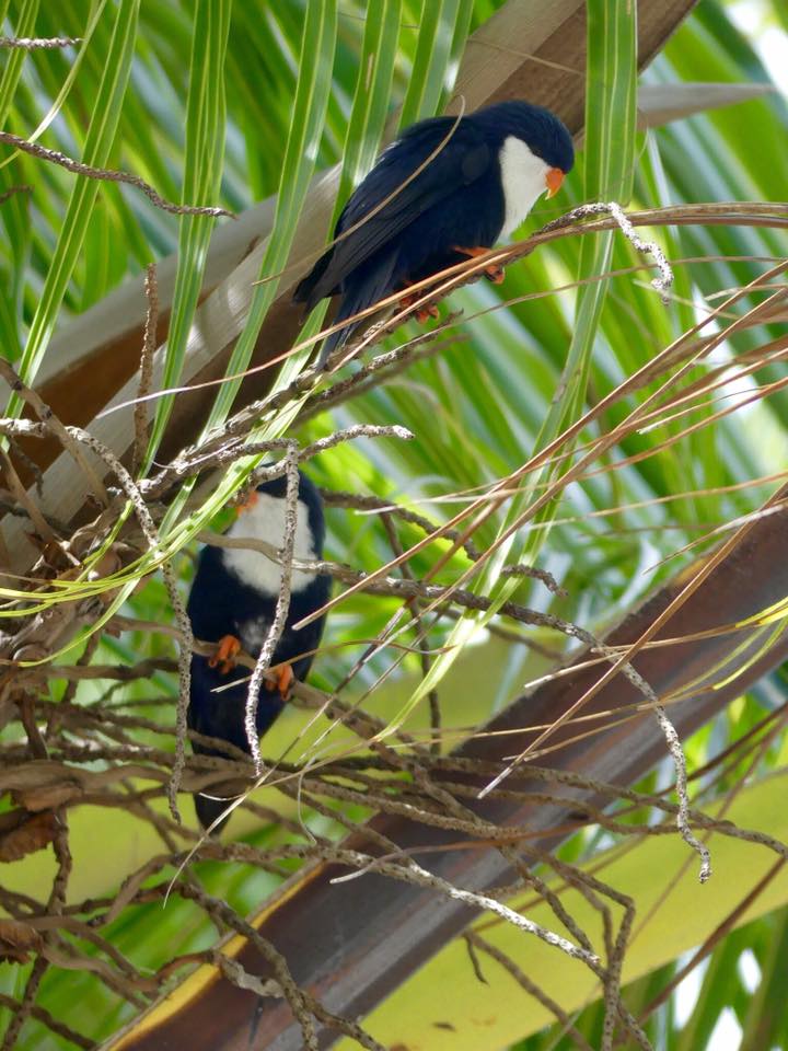 Blue Lorikeet (15).jpg