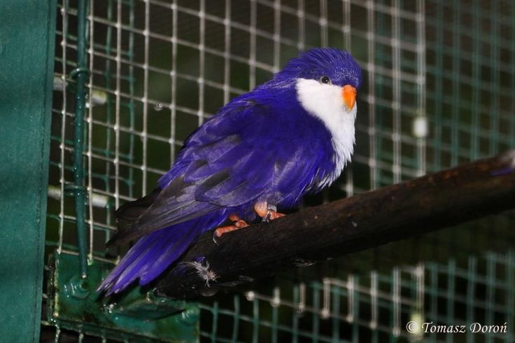 Blue Lorikeet (17).jpg