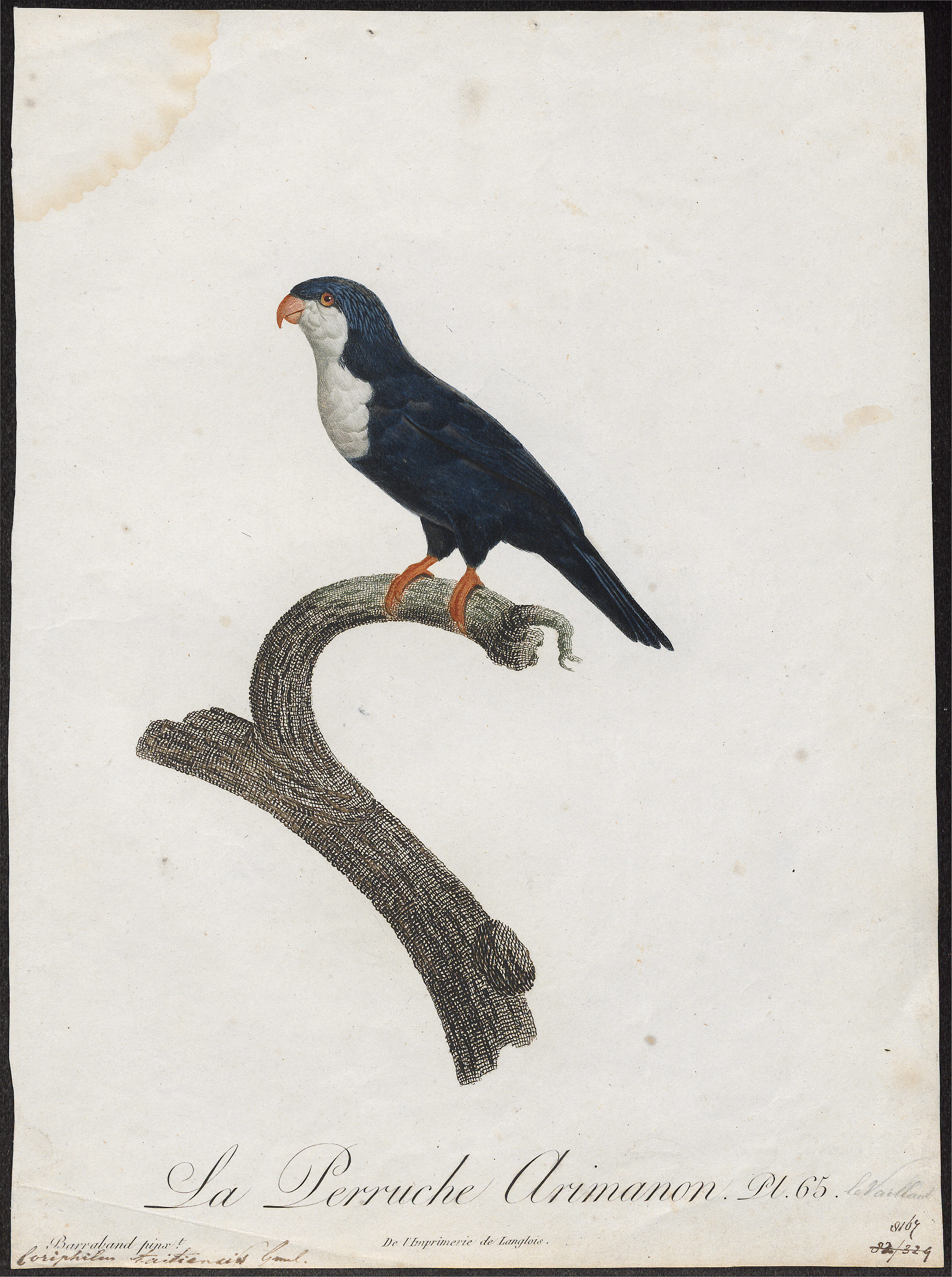 Blue Lorikeet (18).jpg