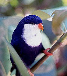 Blue Lorikeet (19).jpg