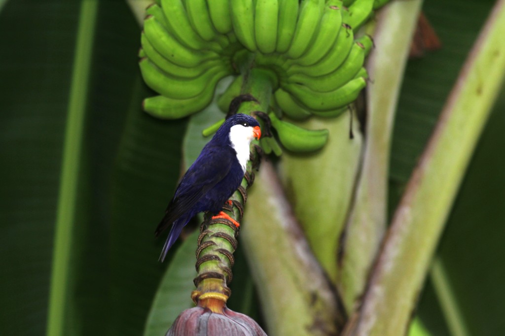 Blue Lorikeet (21).jpg