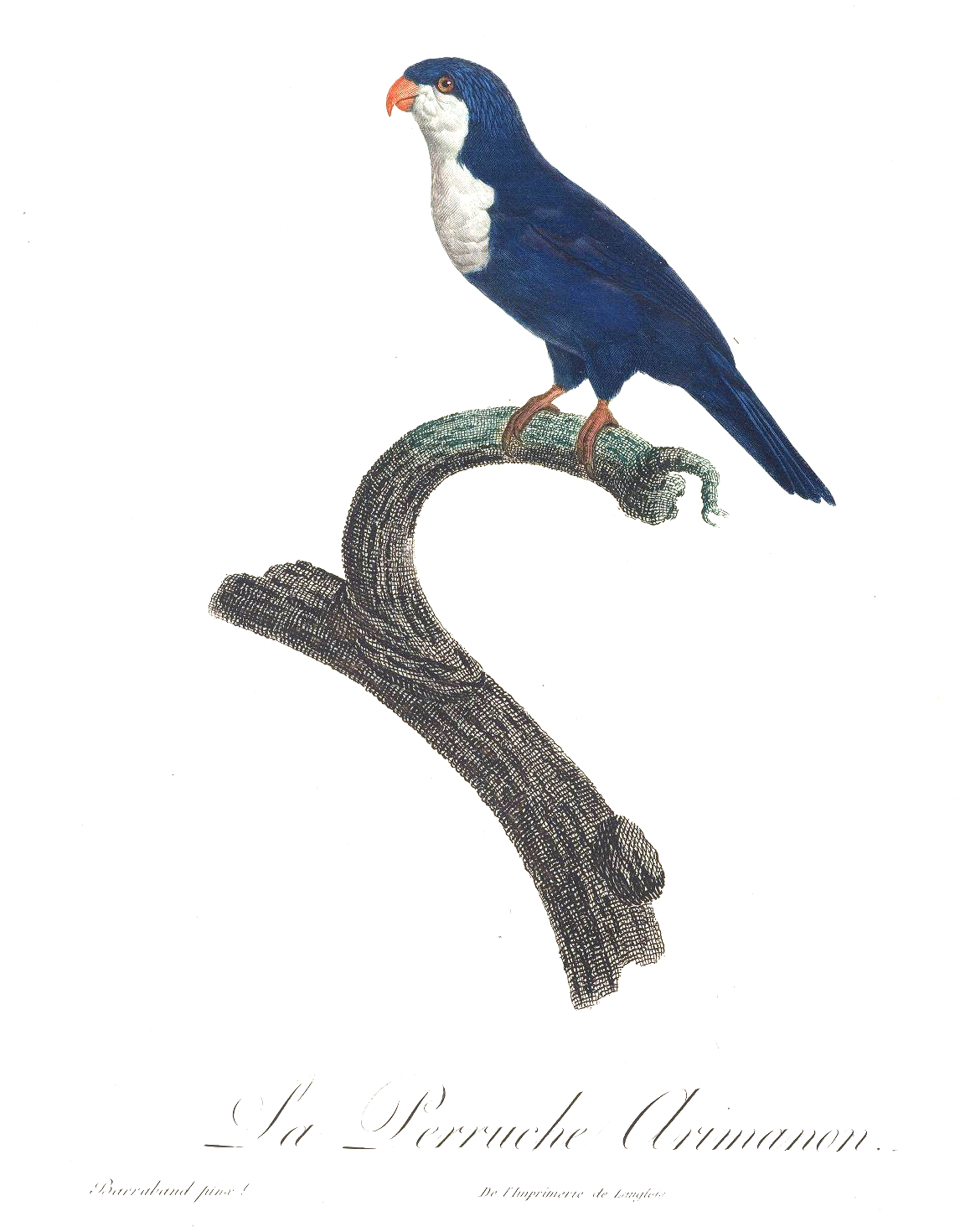Blue Lorikeet (23).jpg