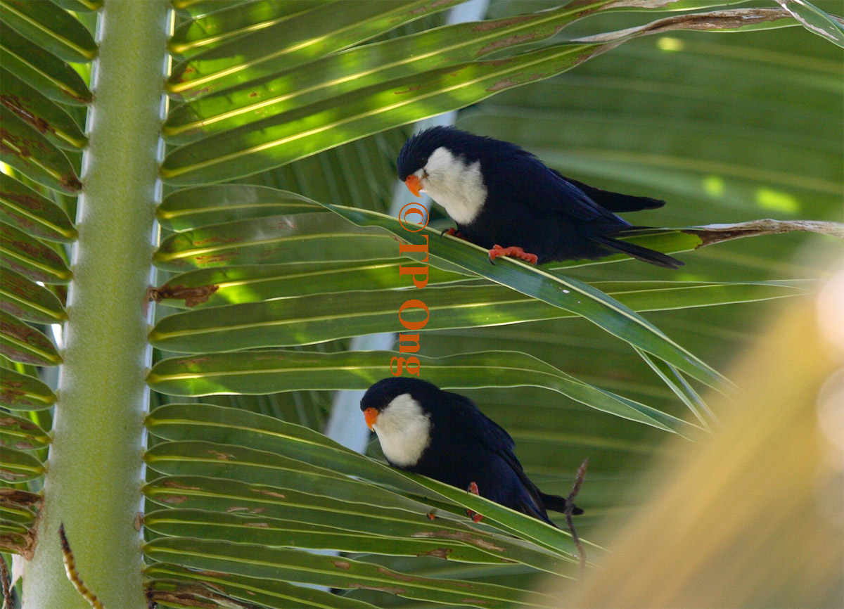Blue Lorikeet (25).jpg