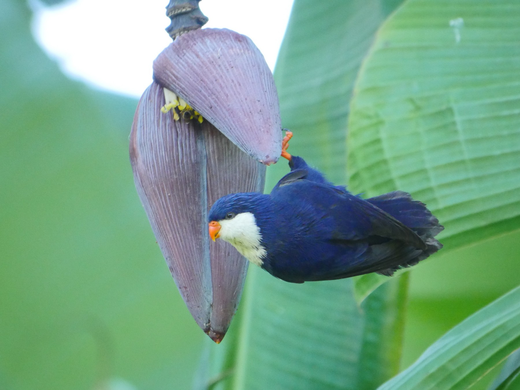 Blue Lorikeet (26).jpg