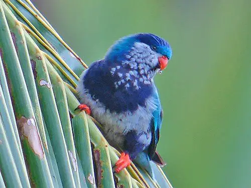 Blue Lorikeet (27).jpg