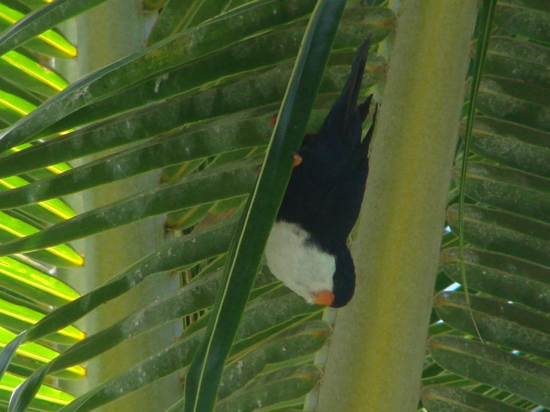 Blue Lorikeet (31).jpg