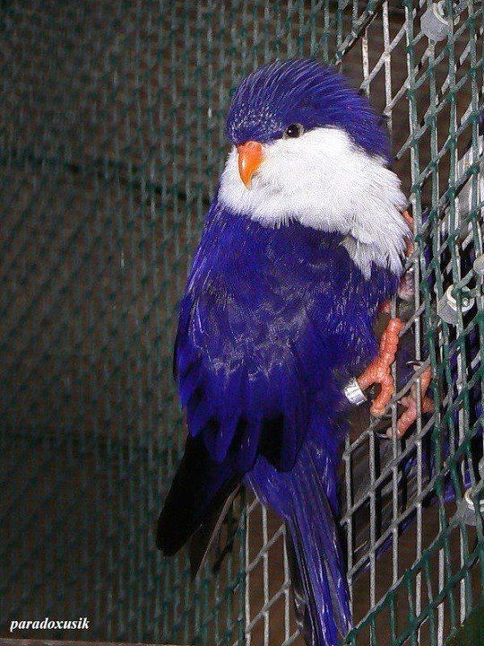 Blue Lorikeet (38).jpg