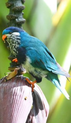 Blue Lorikeet (39).jpg