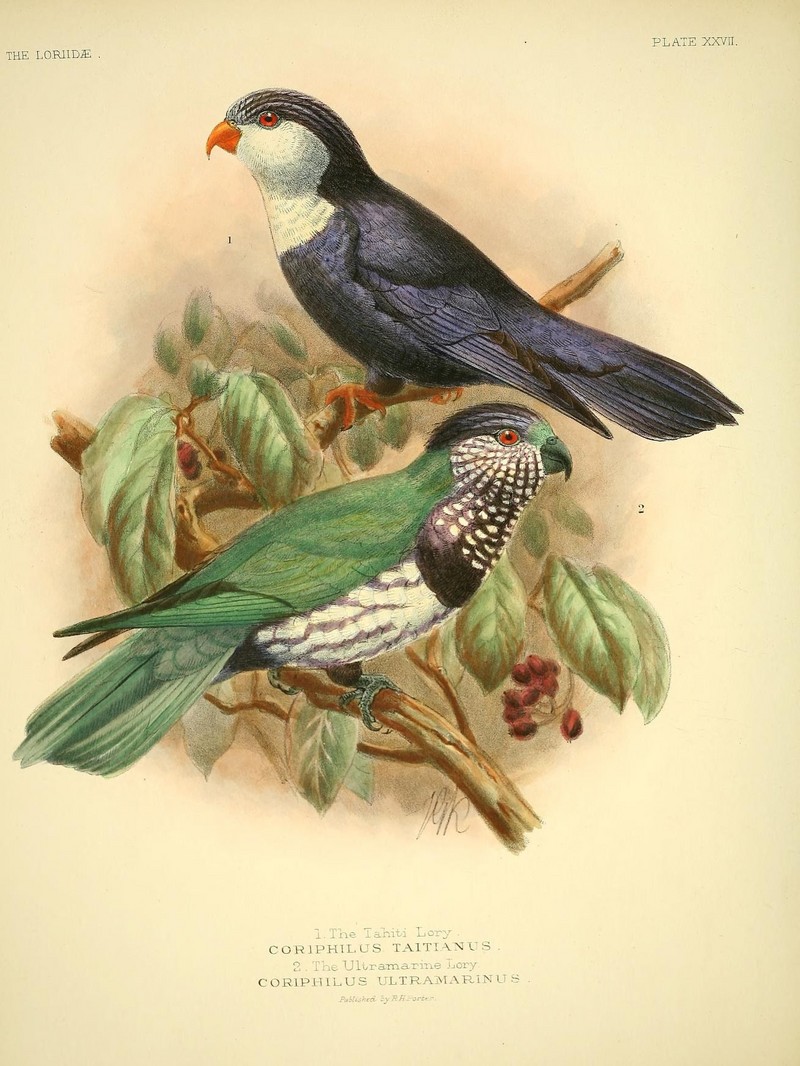 Blue Lorikeet (40).jpg