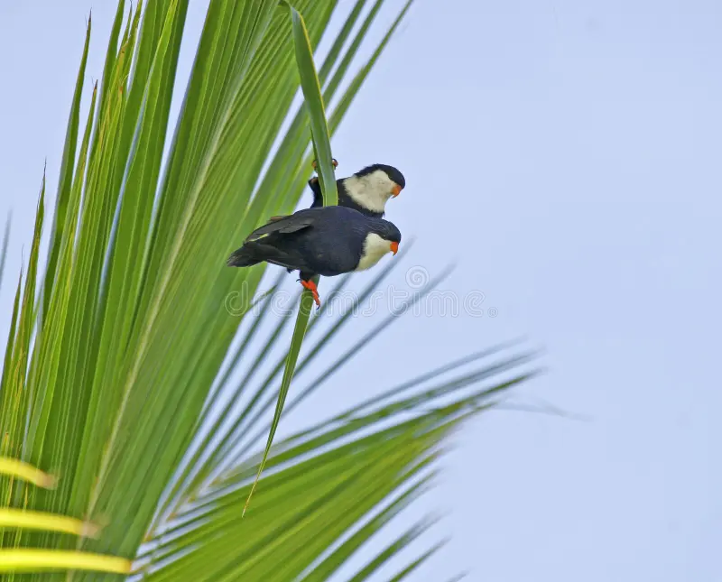 Blue Lorikeet (43).jpg