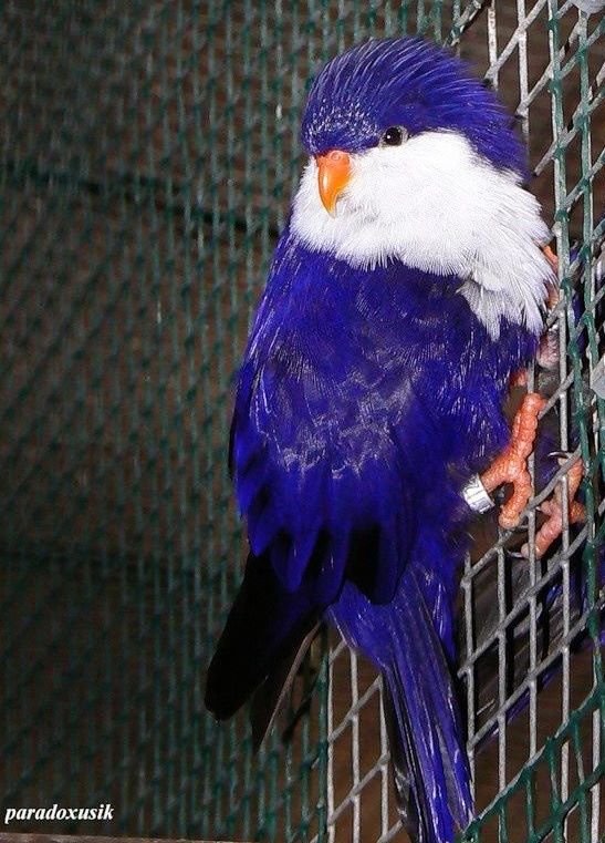 Blue Lorikeet (51).jpg