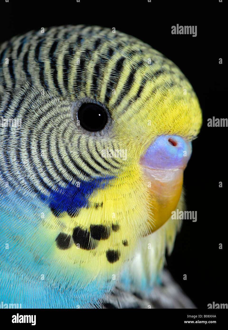Budgerigar (100).jpg
