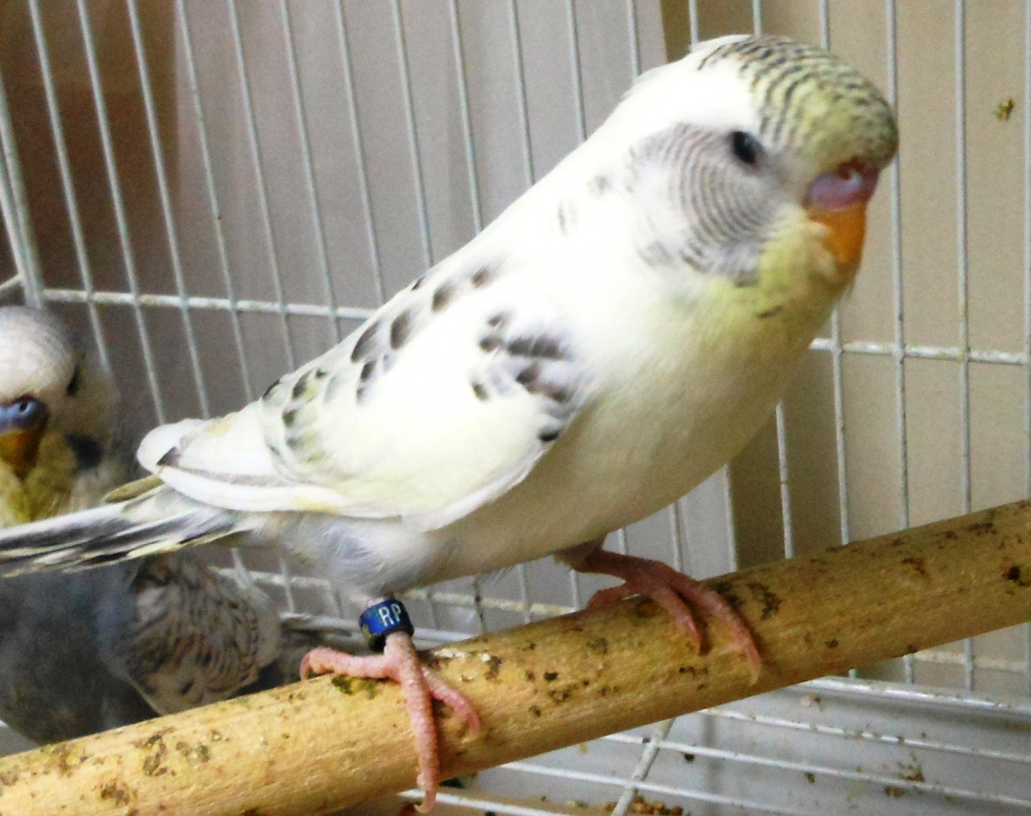 Budgerigar (101).jpg