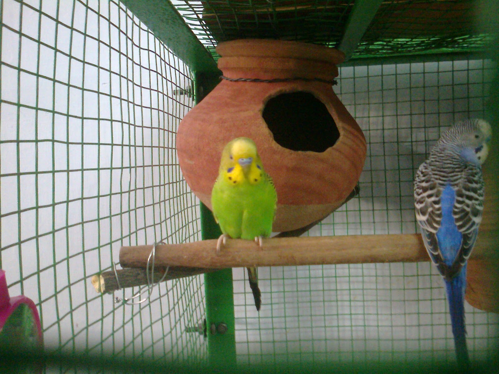 Budgerigar (102).jpg