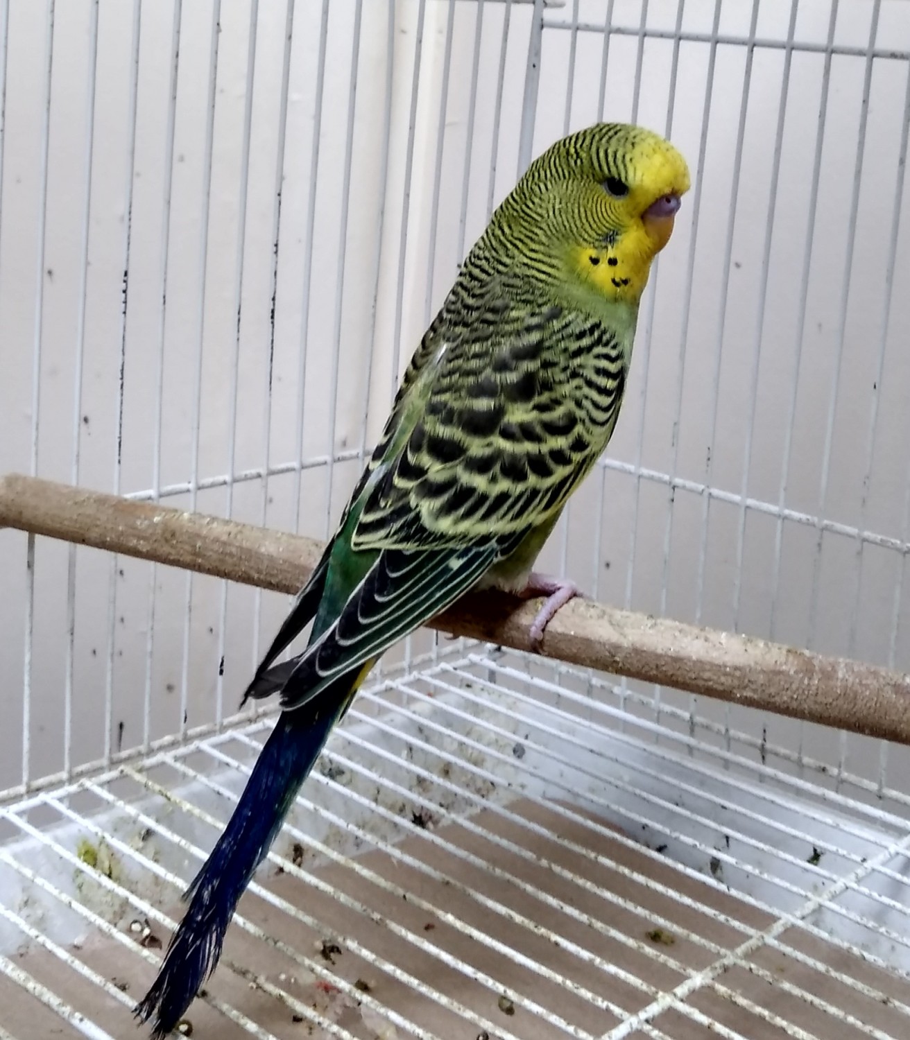 Budgerigar (103).jpg