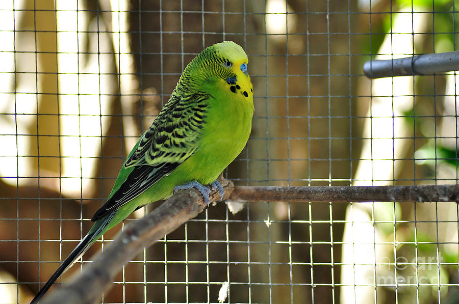 Budgerigar (104).jpg