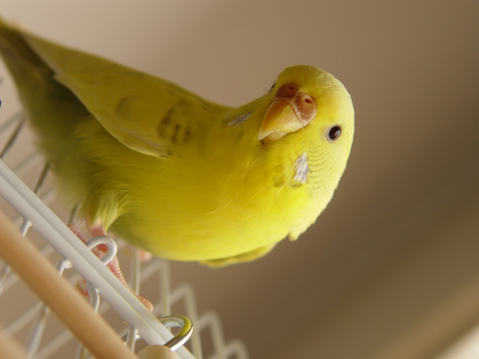 Budgerigar (105).jpg