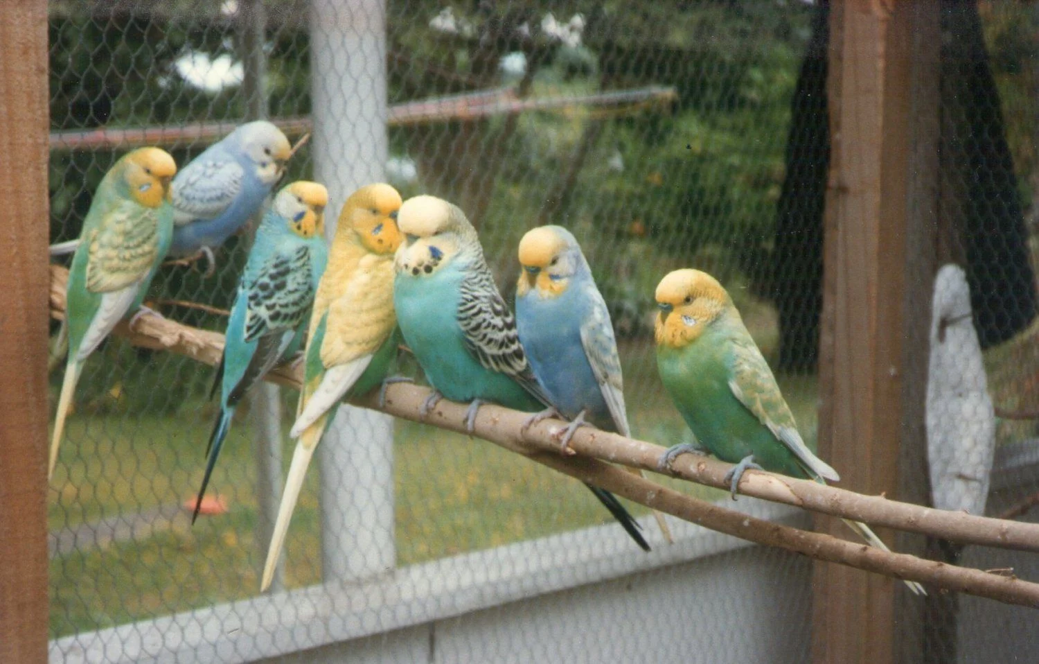 Budgerigar (106).jpg