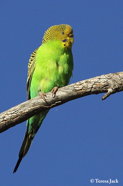 Budgerigar (107).jpg
