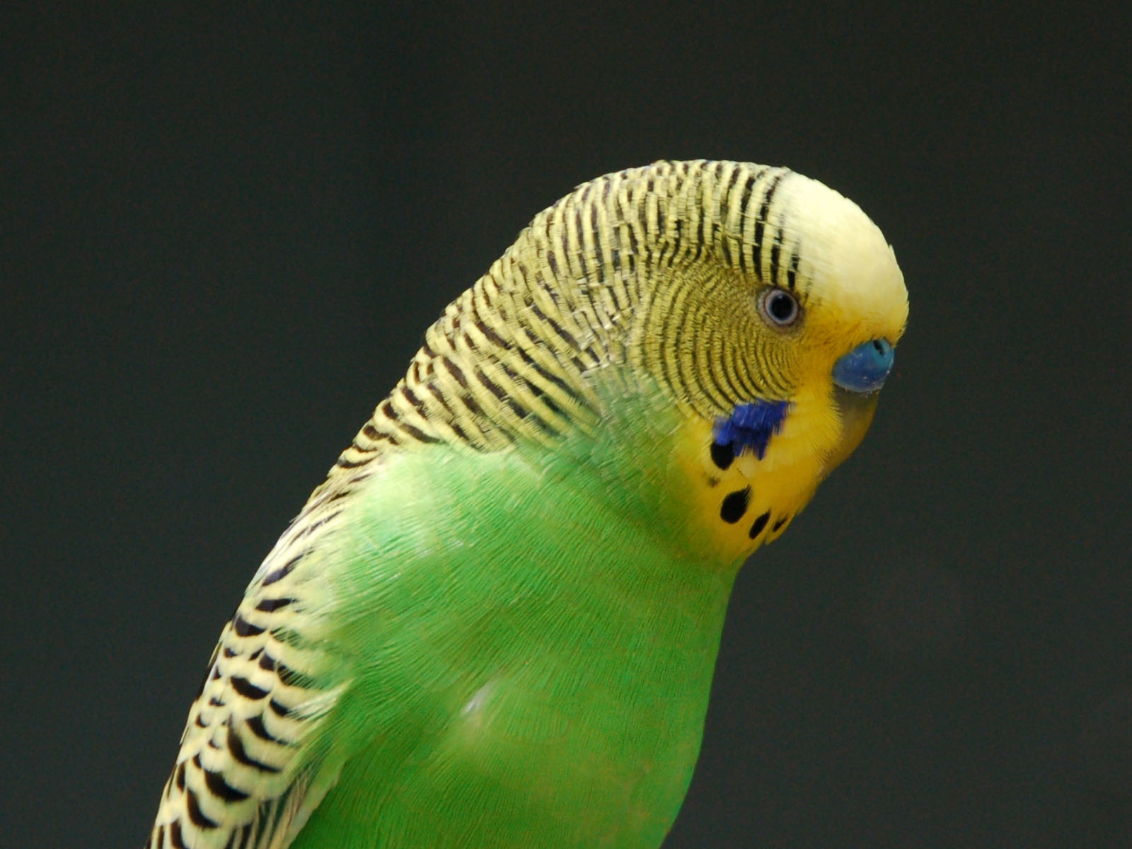 Budgerigar (109).jpg