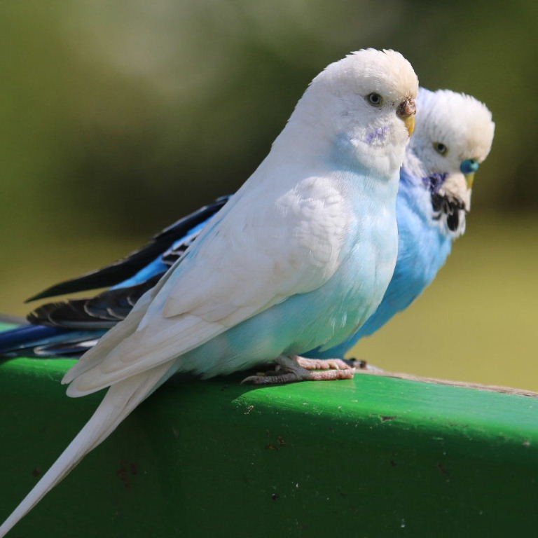 Budgerigar (11).jpg