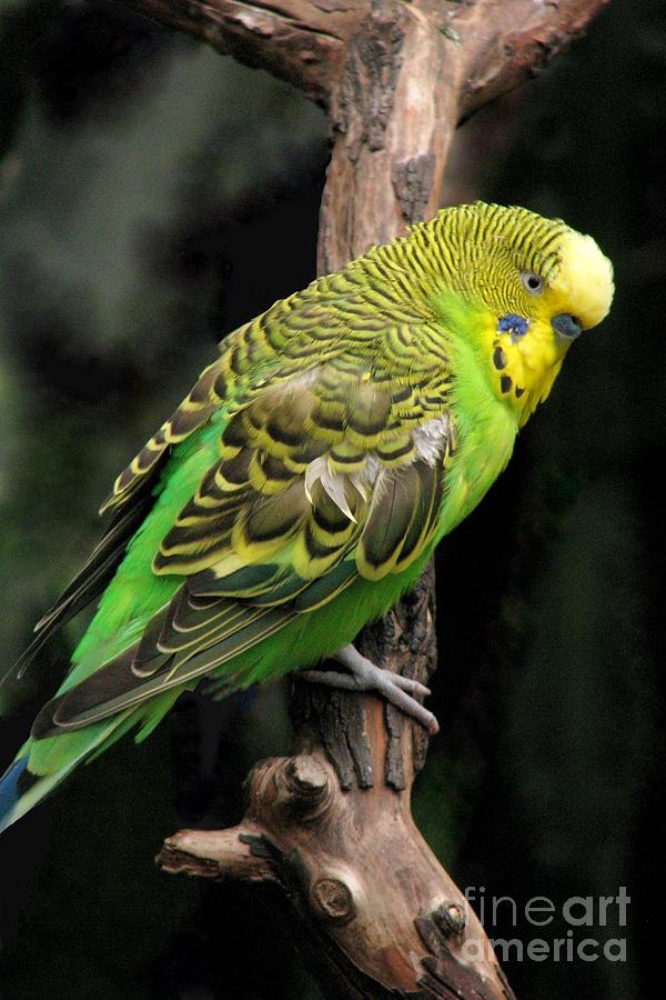 Budgerigar (110).jpg
