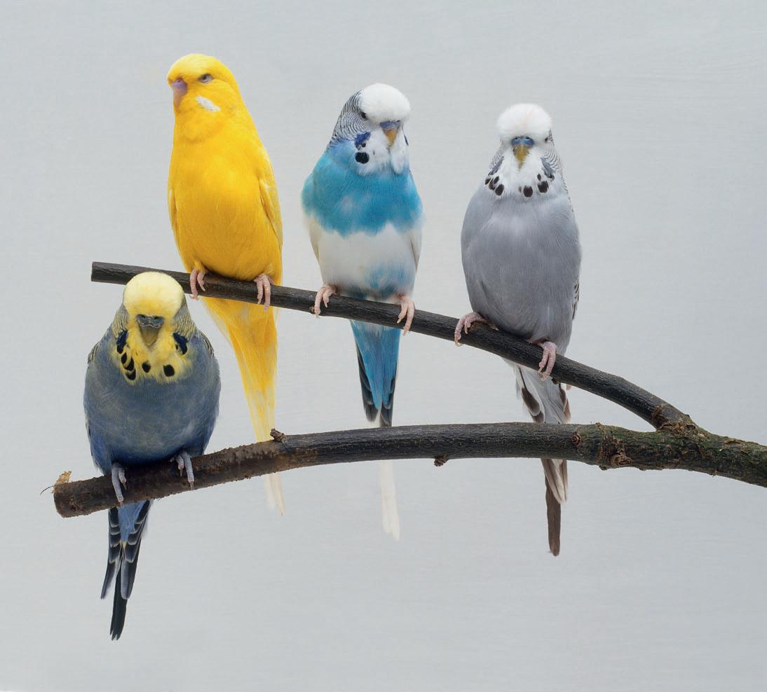 Budgerigar (112).jpg