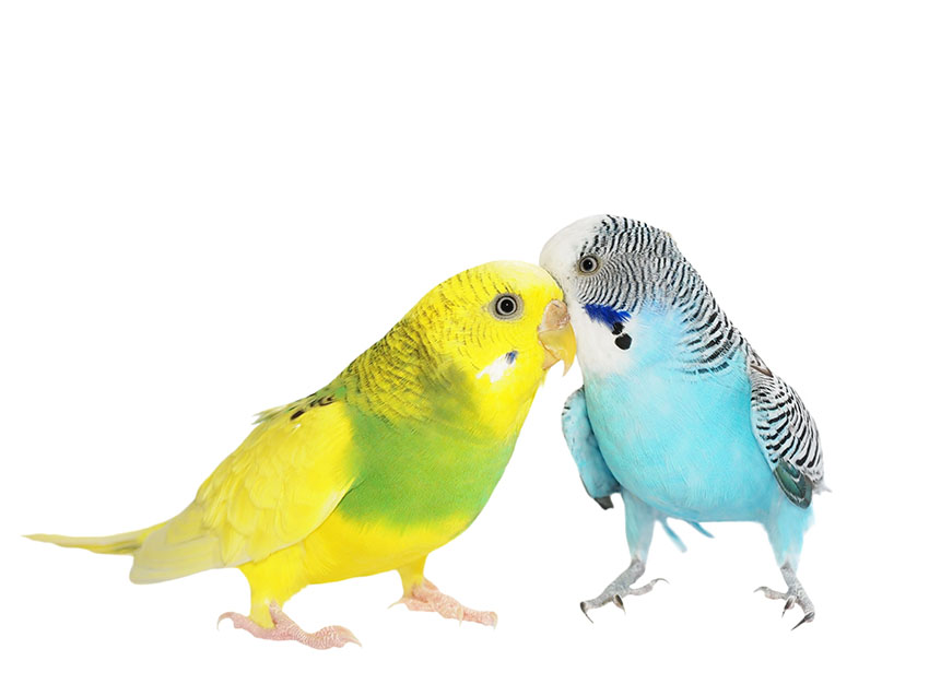 Budgerigar (113).jpg