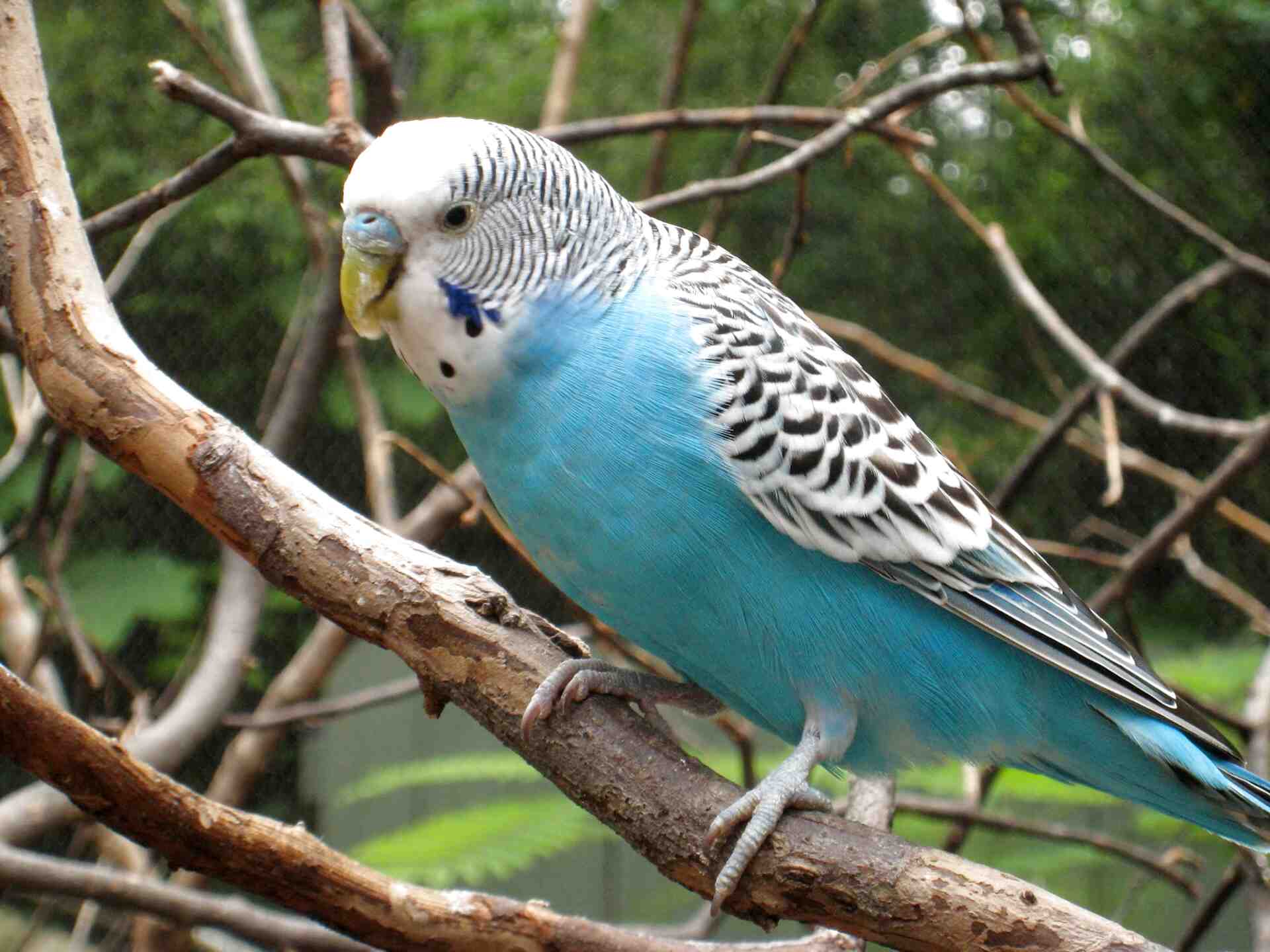 Budgerigar (114).jpg