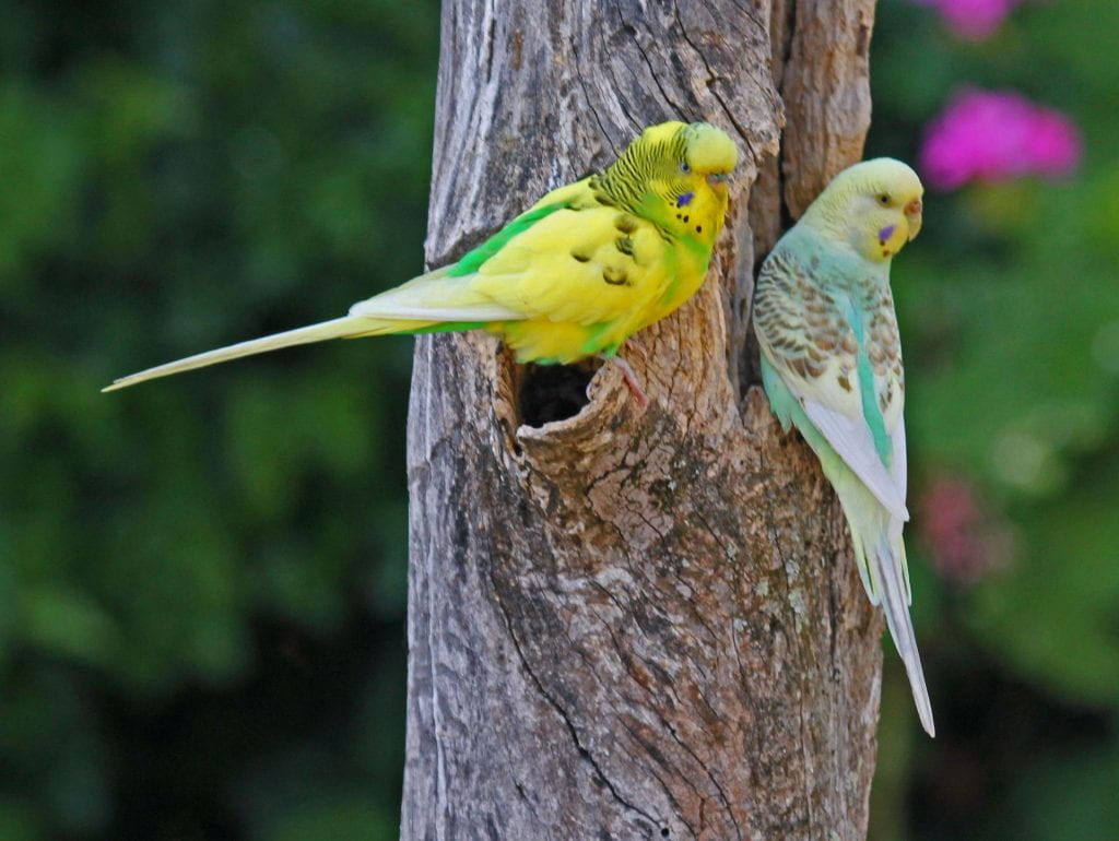 Budgerigar (115).jpg