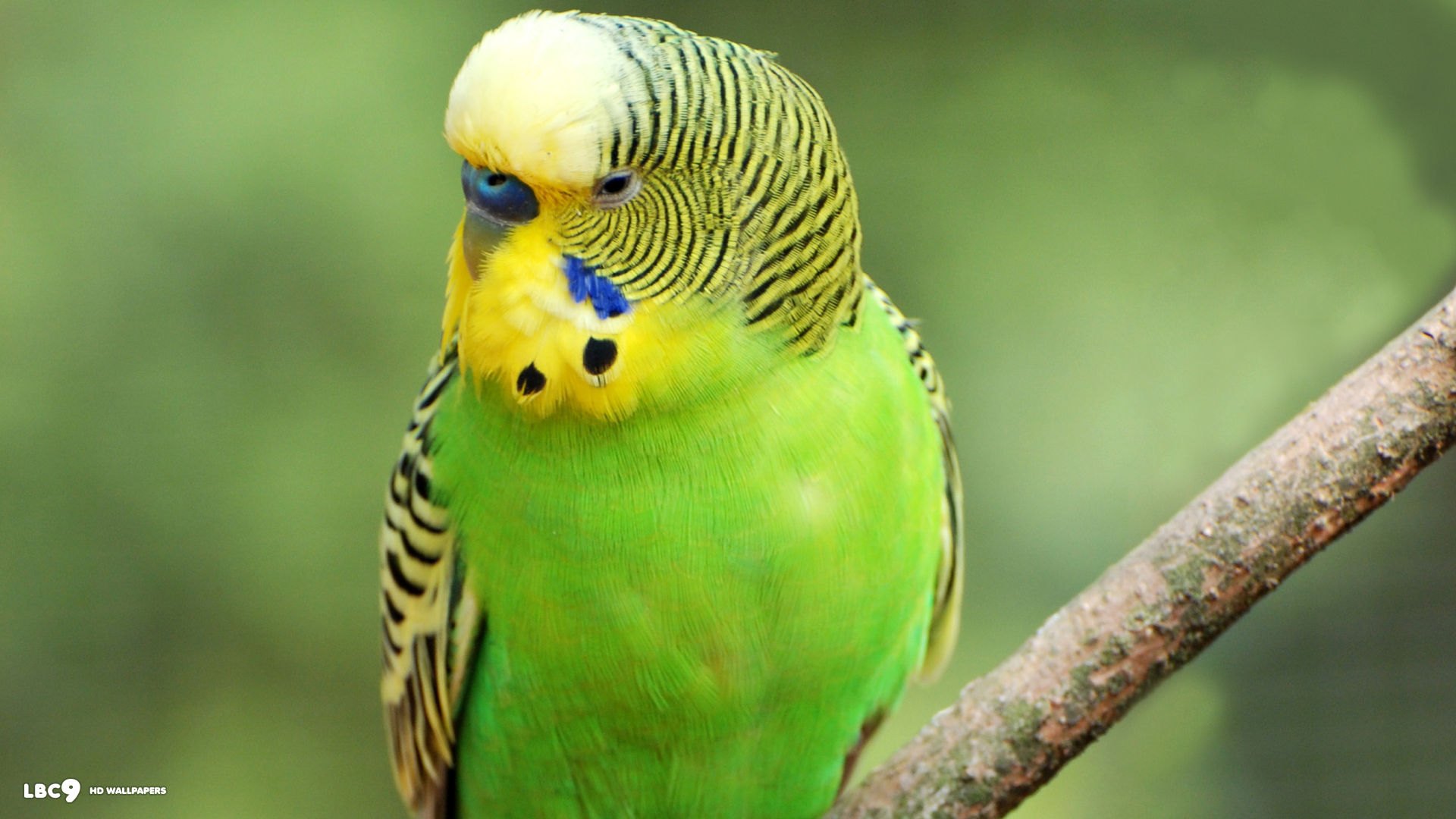Budgerigar (116).jpg