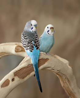 Budgerigar (119).jpg