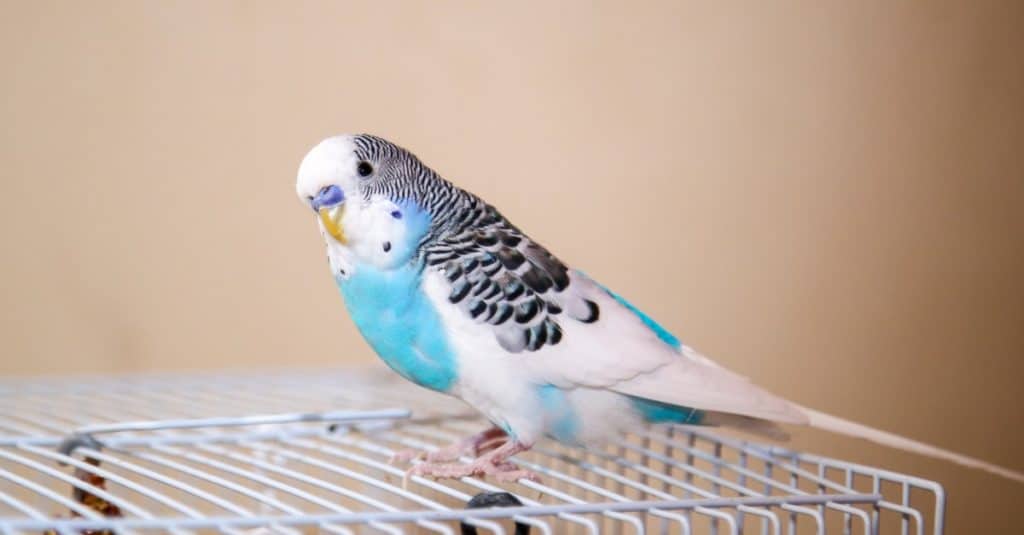 Budgerigar (122).jpg